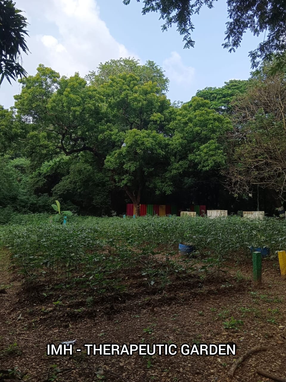 Therapeutic Garden