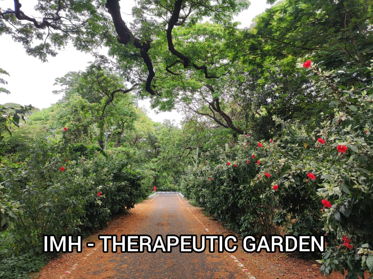 Therapeutic Garden